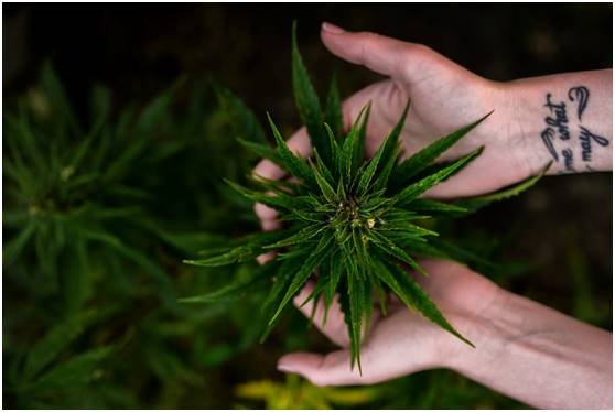 State Laws Regarding Buying CBD Isolate Wholesale 1 State Laws Regarding Buying CBD Isolate Wholesale 1